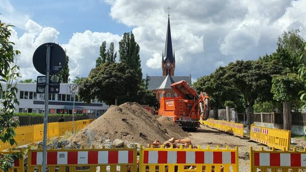 Sie machen aus der Straße zur Petri-Kirche eine kleine Allee, die Kugel-Ahorne