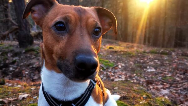 Jack Russell Terrier Fritz