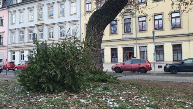 Schon am Montag lag der erste Tannenbaum auf der Fläche am Bischofsweg.