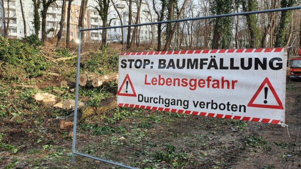 Baumfällungen zwischen Stauffenbergallee und Jägerstraße