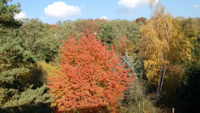 Herbstwald am Holunderweg