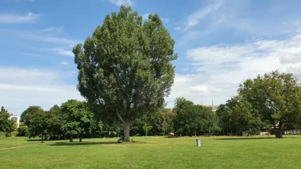 Yoga auf dem Alaunplatz