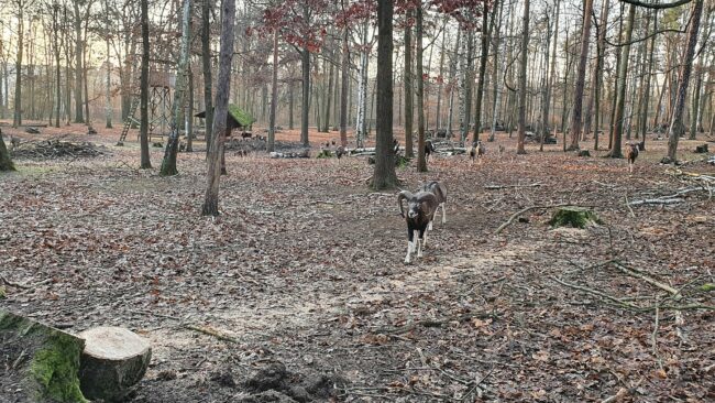 Tierpark im Albertpark Dresden - Foto: Archiv Anton Launer/Dezember 2021