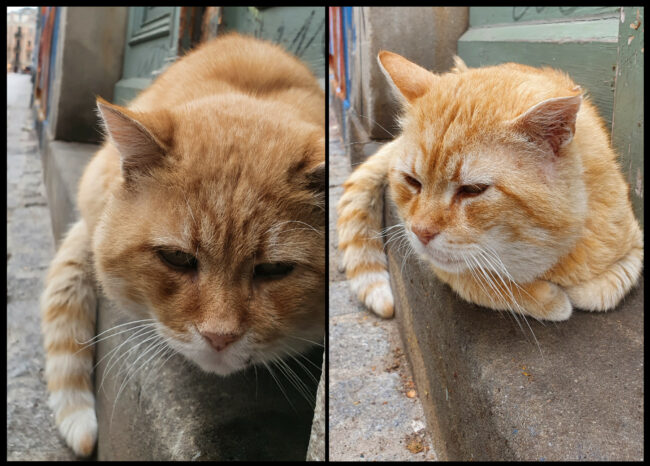 Fritz, der Kater von der Pulsnitzer Straße