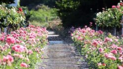 Rosen aus dem Rosengarten Rosengarten