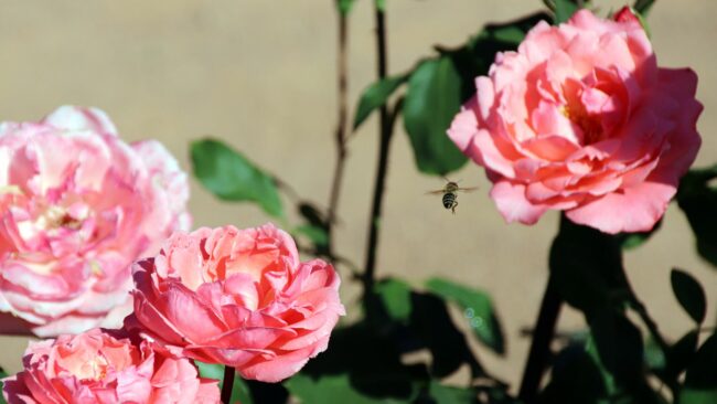 Wespe im Rosengarten