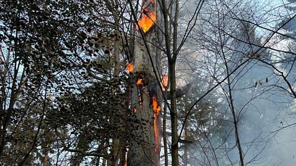 Brennender Baum in der Dresdner Heide - Foto: Feuerwehr Dresden/Frank Kuntzsch