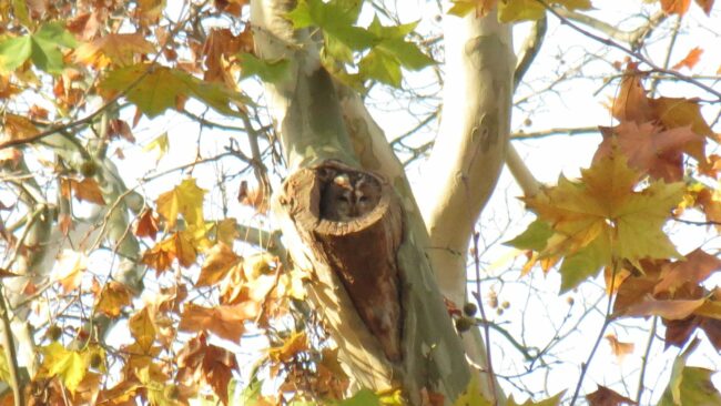 Waldkauz in einem Baum in der Nähe des Rosengartens.