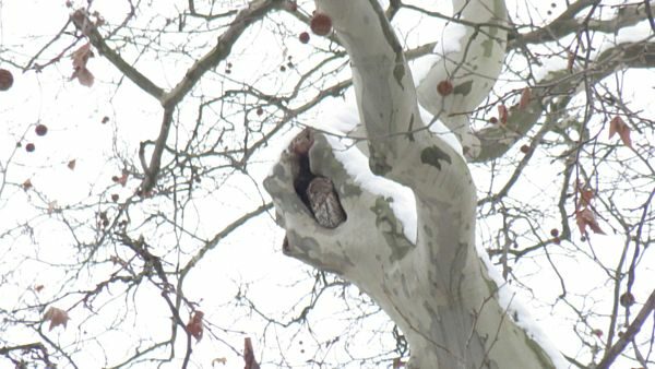 Waldkauz in einem Baum in der Nähe des Rosengartens.