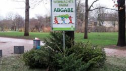 Weihnachtsbaumlagerstätte am Alaunplatz