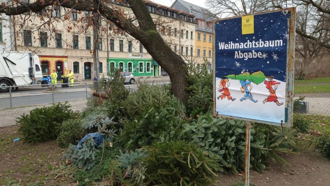 Weihnachtsbaumlagerstätte am Alaunplatz