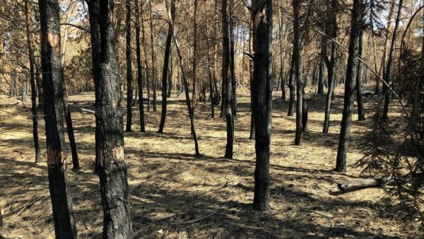 In der Gohrischheide bei Zeithain wurde im Jahr 2022 mit einer Schadfläche von etwa 553 Hektar der größte Einzelwaldbrand seit 1992 verzeichnet. Foto: Inge Gerdes, Sachsenforst