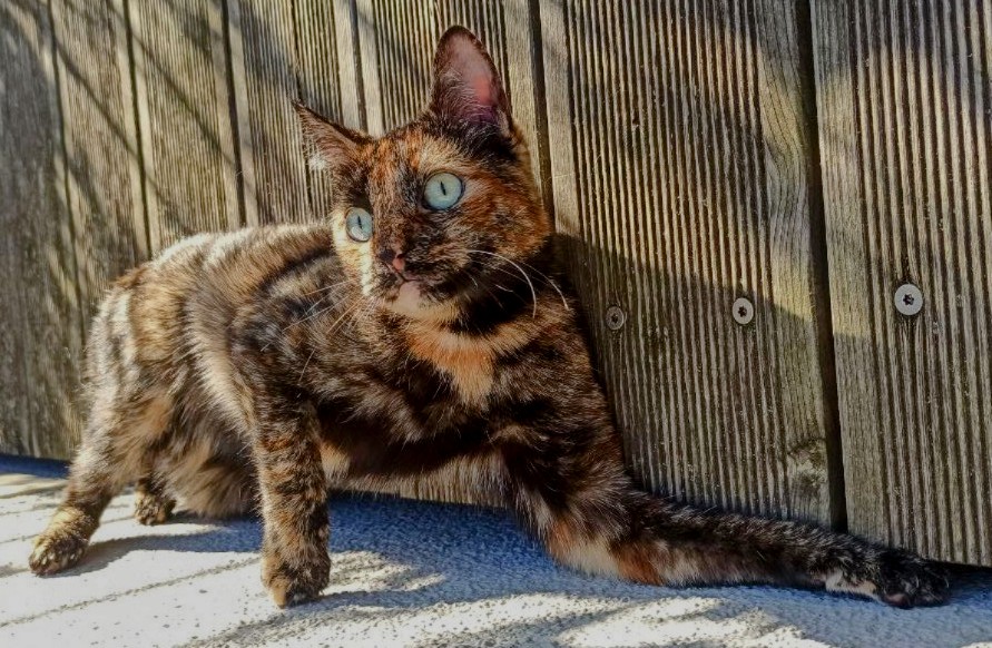 Katze auf der Prießnitzstraße vermisst. 