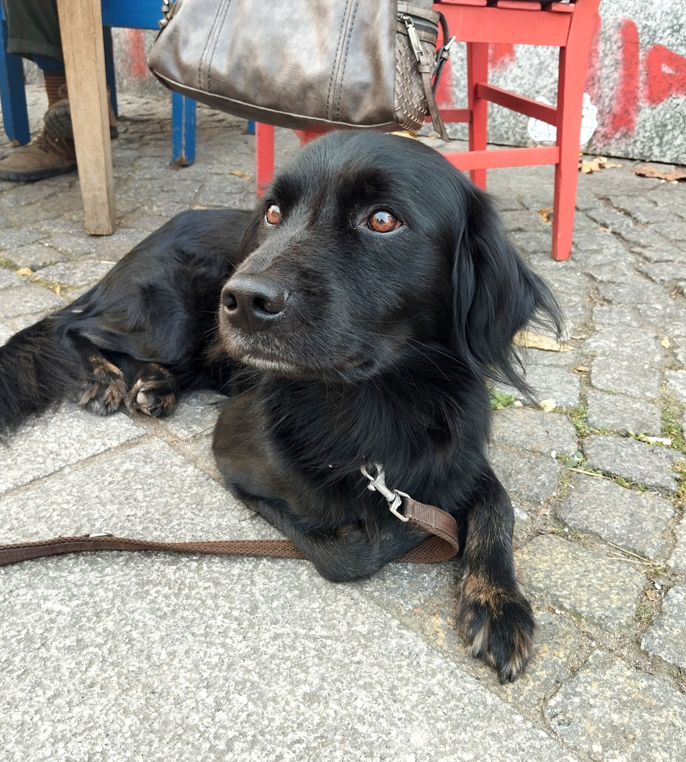 Fellnase Helge- selten zuhause, meistens mit Hundemutti heißgeliebt im Café. Und irgendwer geht immer Gassi.