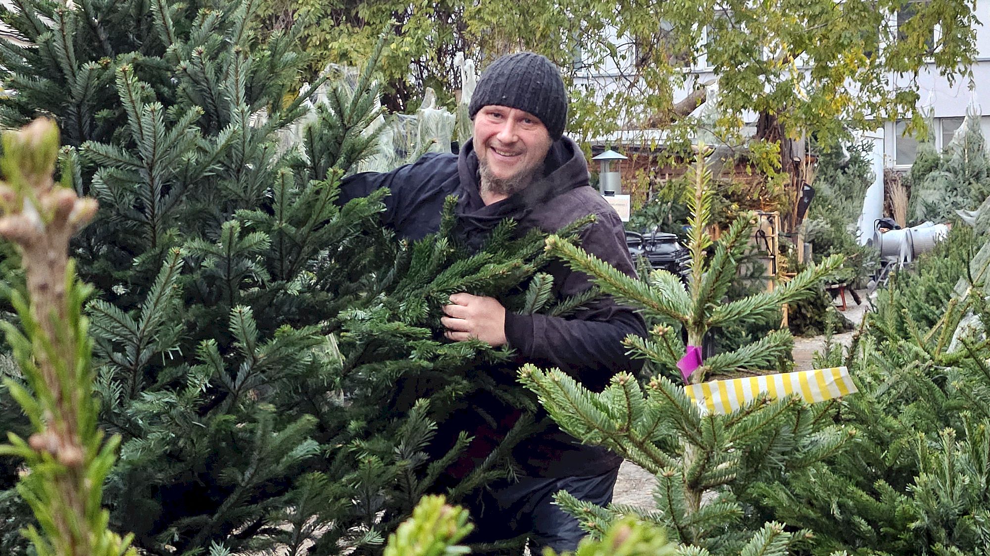 Tannenanspitzer und Weihnachtsbaumverkäufer Sven Hellmich hat wieder rund 2.000 Tännchen organisiert. Foto: Anton Launer