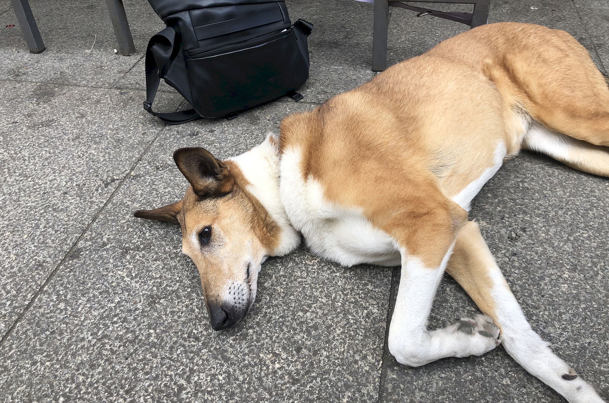 "Bliska" ist ein Kurzhaarcollie - Foto: privat