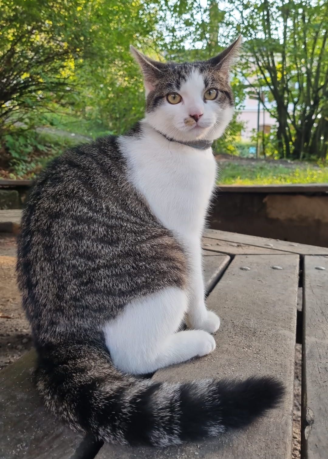 Vermisster Kater Milo