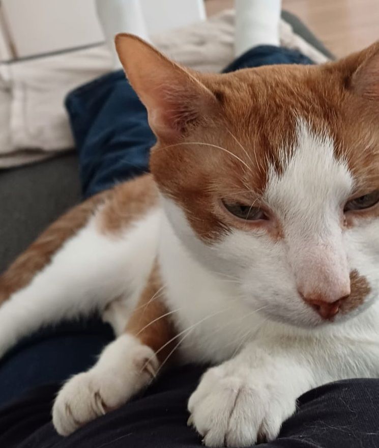 Entlaufener Kater Simba