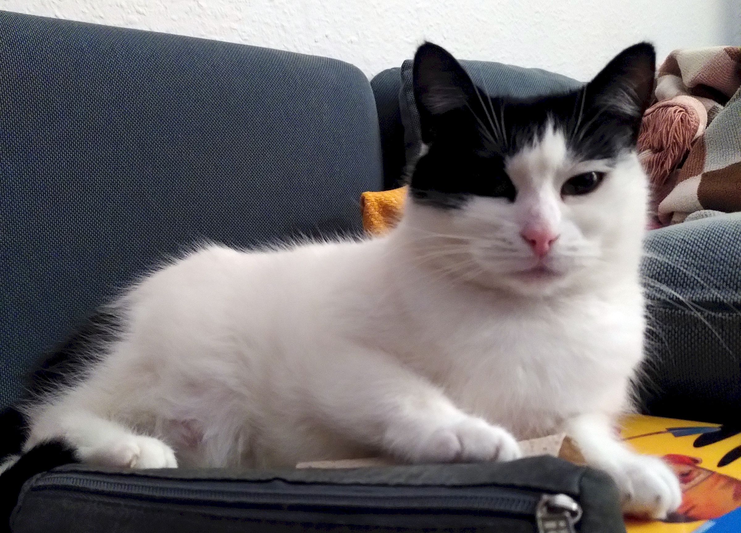 Vermisste Katze Friedi
