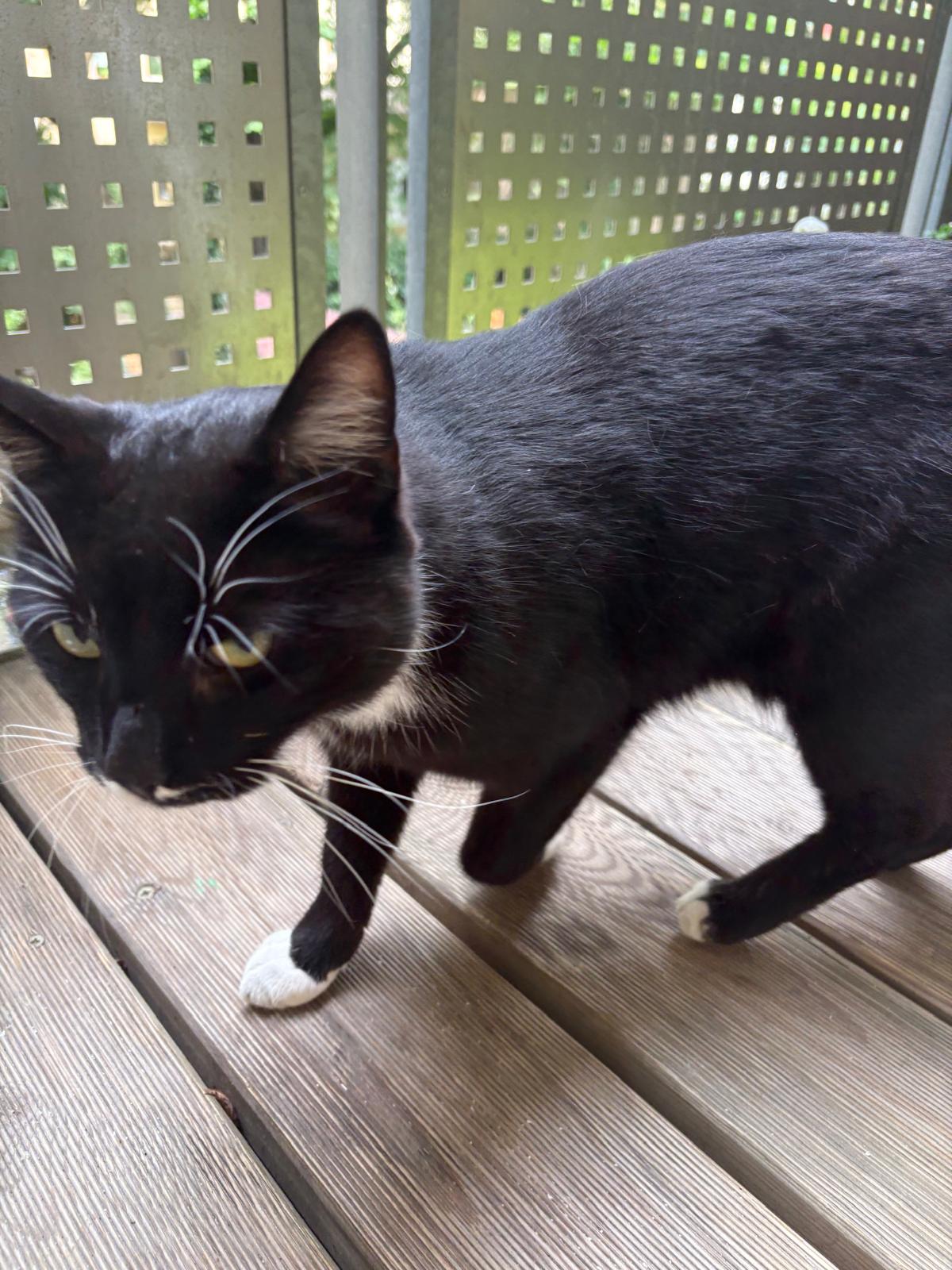 Diese Katze ist in der Friedensstraße zugelaufen. 