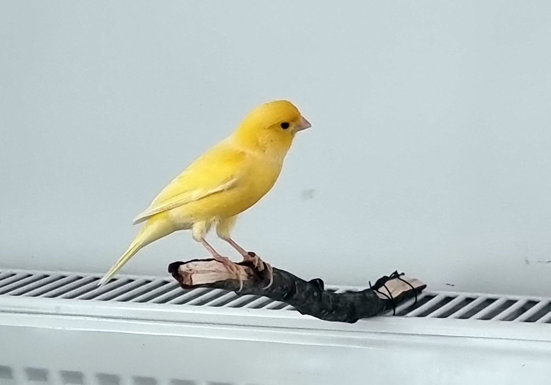 Kanarienvogel zugeflogen - in der Baumstraße