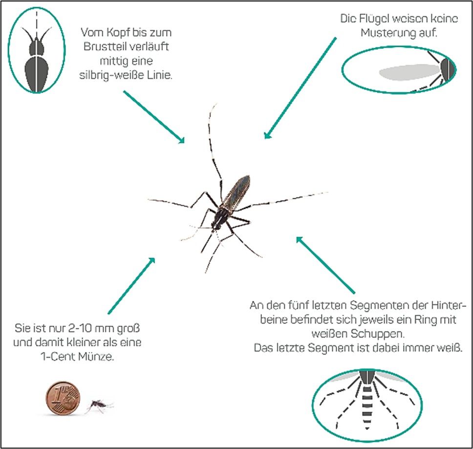 Infoblatt der Stadtverwaltung Dresden 