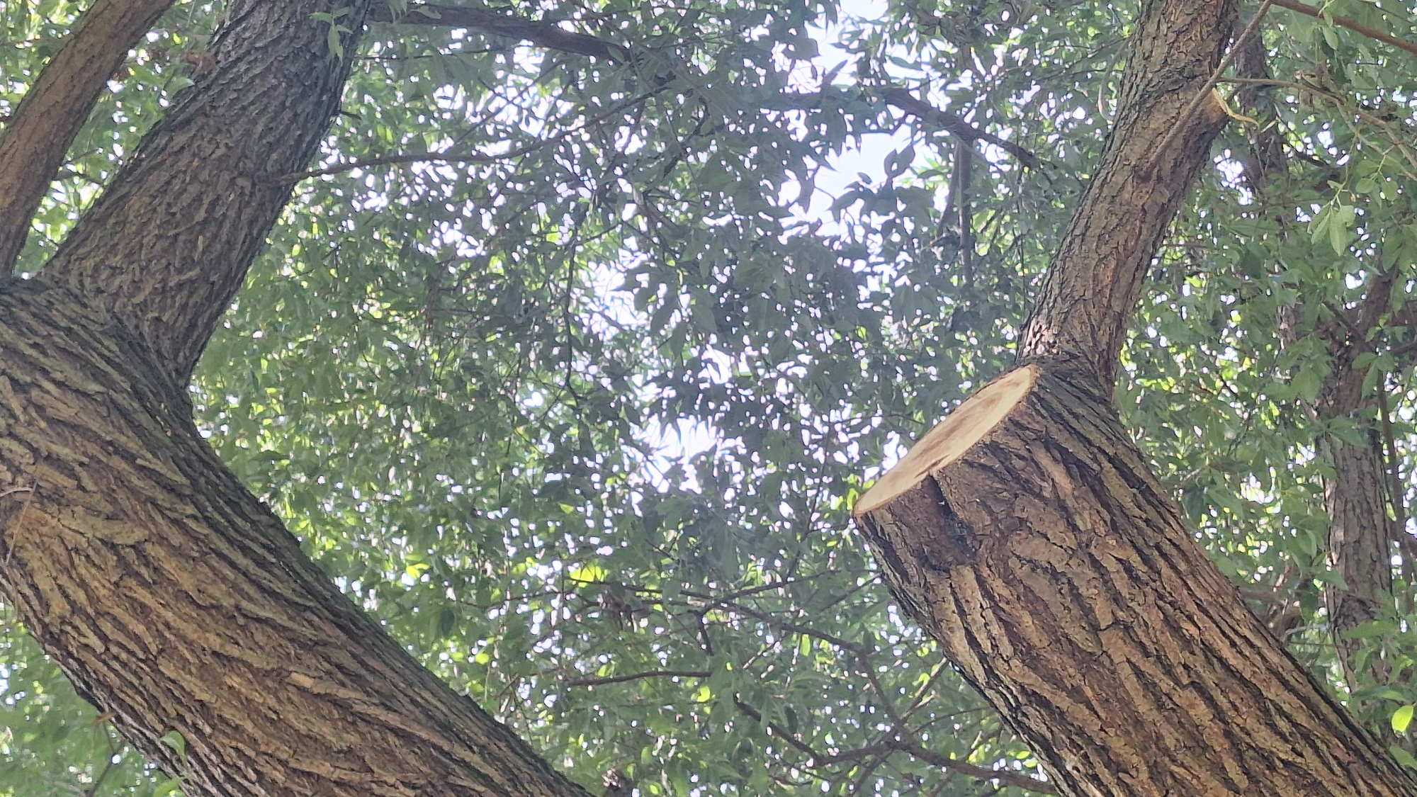 2025-17-08 – Prießnitzschaukel_Einschnitt