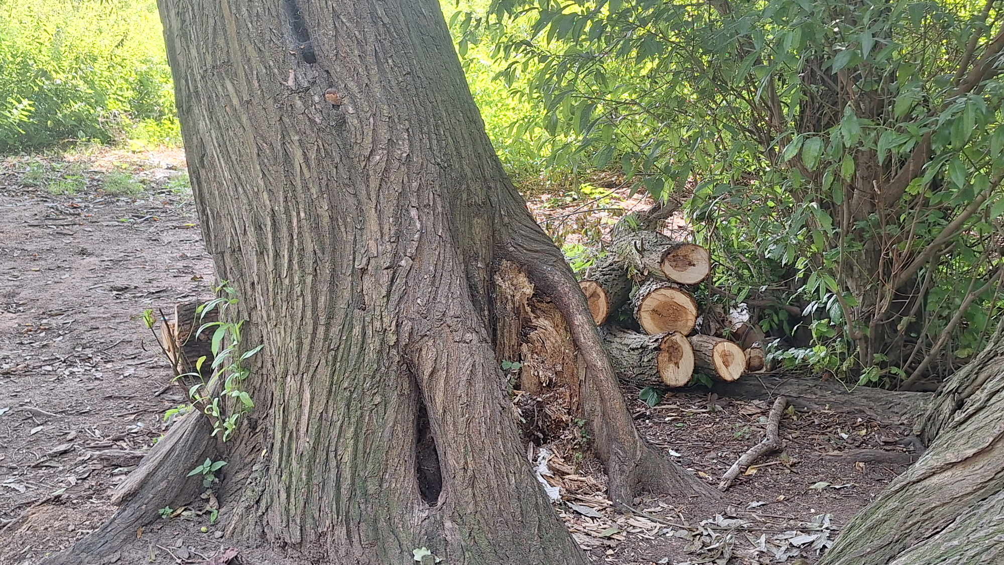 Die Astreste sind ordentlich am Baum drapiert.