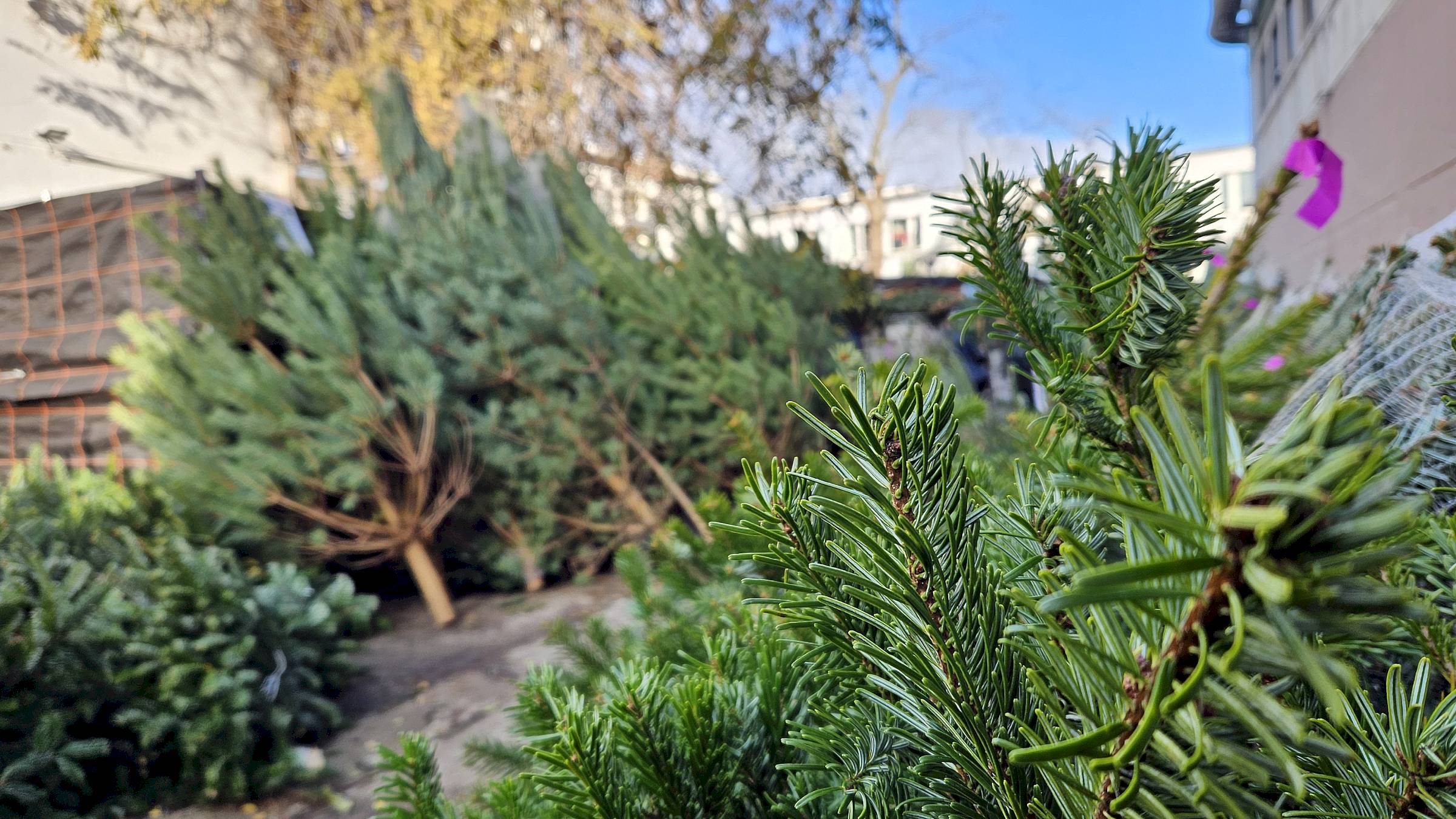 2.000 Tännchen stehen bereit - Foto: Anton Launer