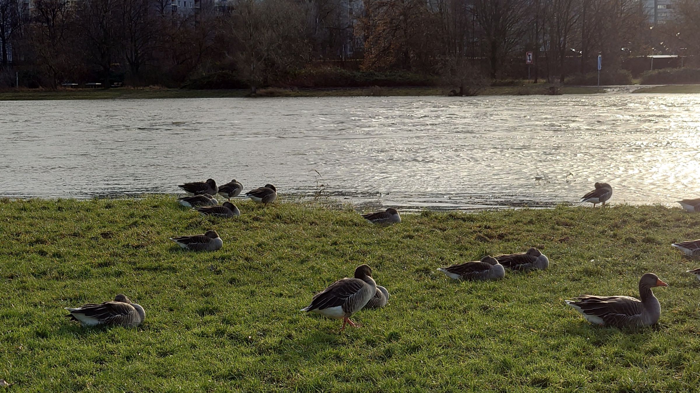 Gänse am Elbufer - Foto: Archiv Anton Launer