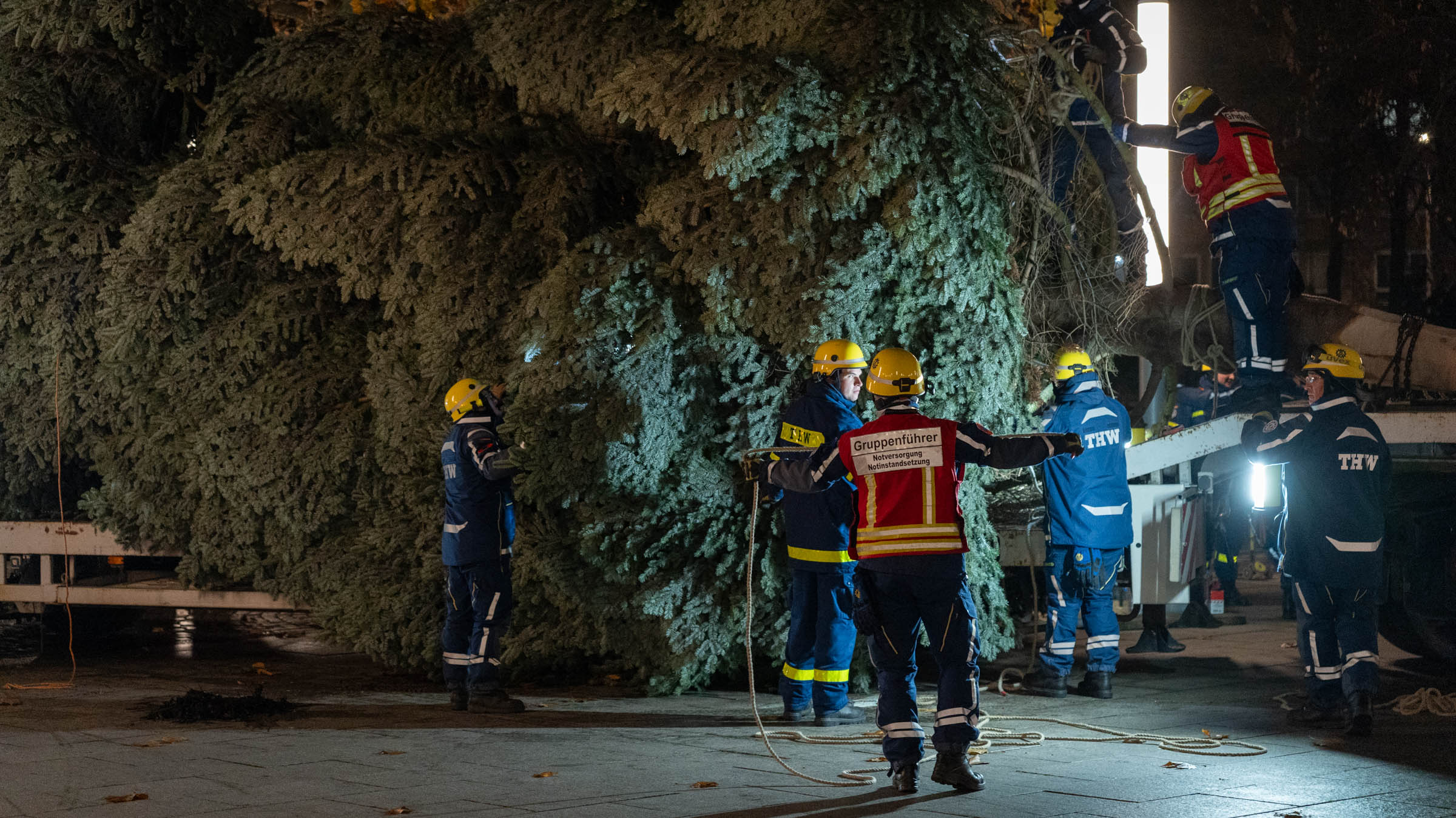 Gut gesichert wurde der Baum als Schwerlasttransport mit Polizeigeleit transportiert und muss anschließend losgebunden werden. Foto: Sebastian Diehl