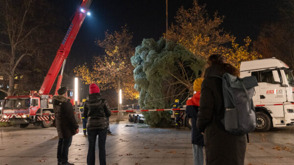 Weihnachtsbaum für den Augustusmarkt. Foto: Sebastian Diehl