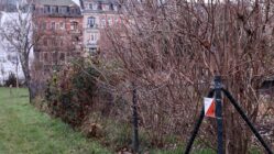 Orientierungssport: Postennetz auf Alaunplatz eröffnet Einer von sieben Postenstandorten auf dem Alaunplatz. Foto: Daniel Härtelt