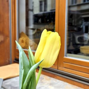 Schnee-Dieb identifiziert Das Combo hat schon mal die Tulpen rausgestellt. Foto: Anton Launer
