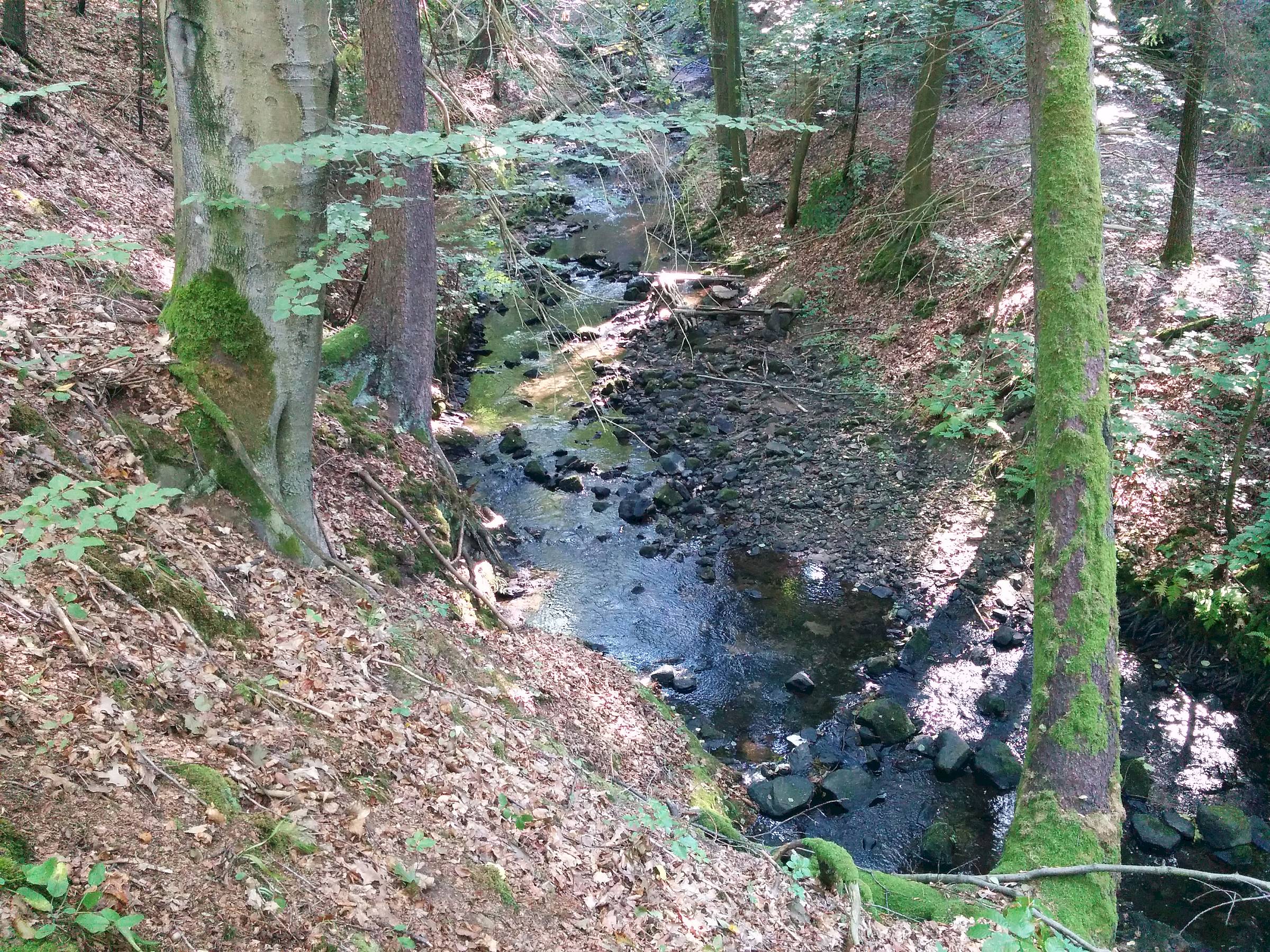 Exkursion durch die Heide - Foto: Christina Loose