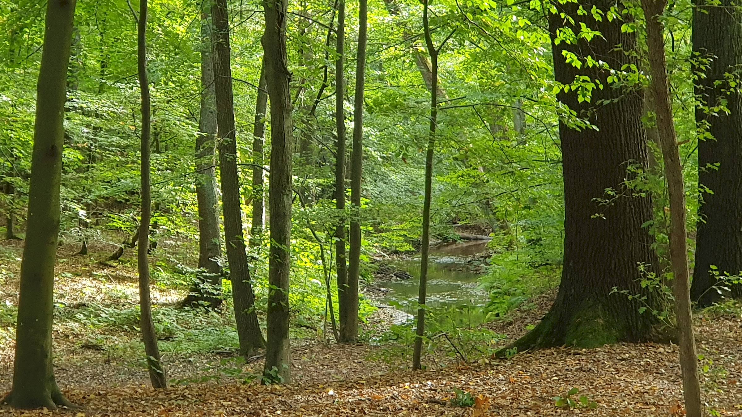 Im Frühling mit am schönsten - die Dresdner Heide - Foto: Christina Loose