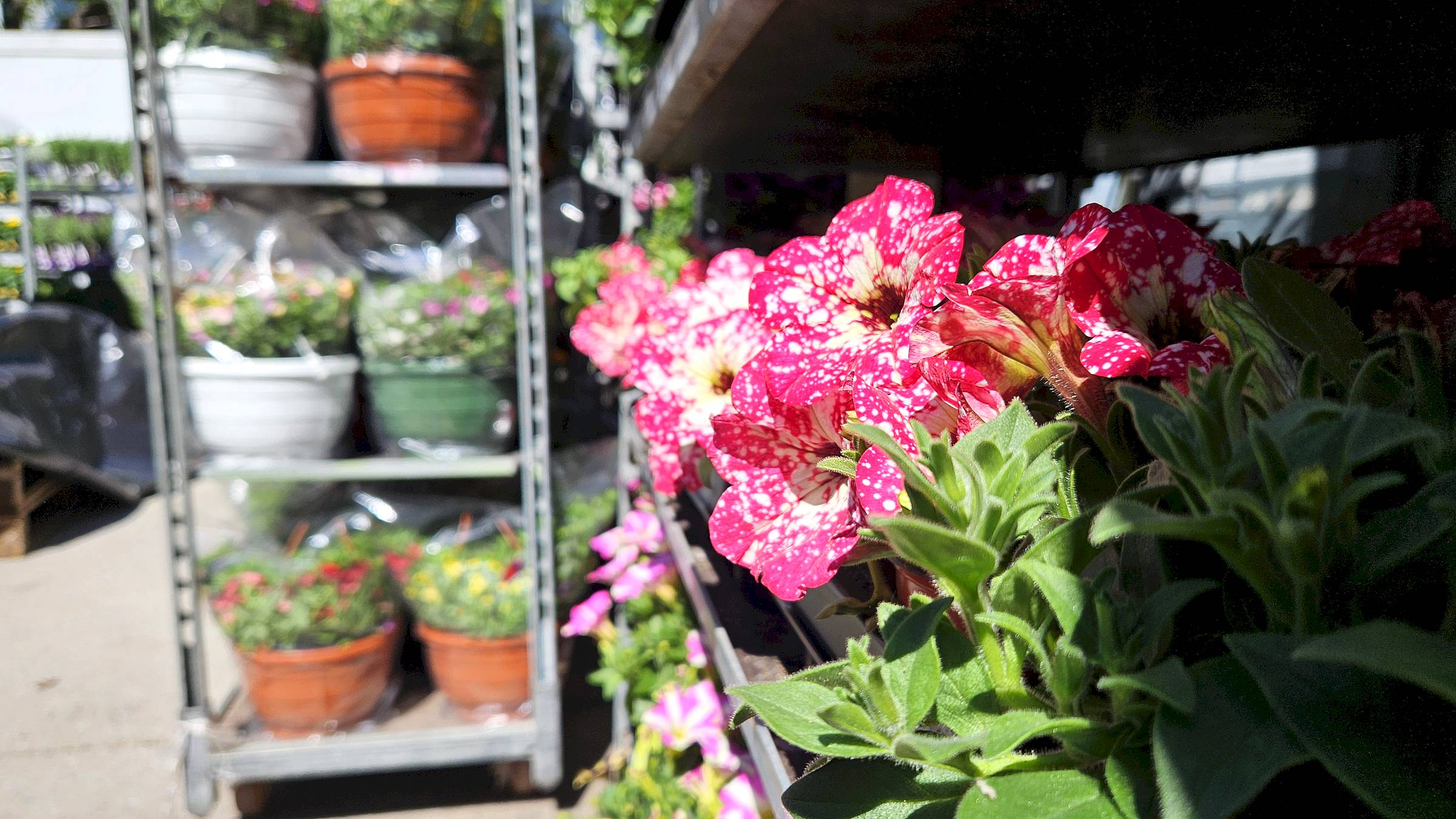 Blütenpracht am Alten Heizhaus - Foto: Anton Launer