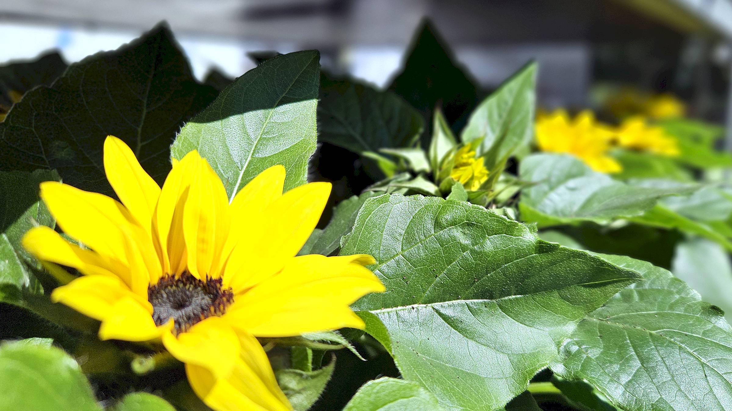Nicht nur für sonnige Gemüter - Foto: Anton Launer