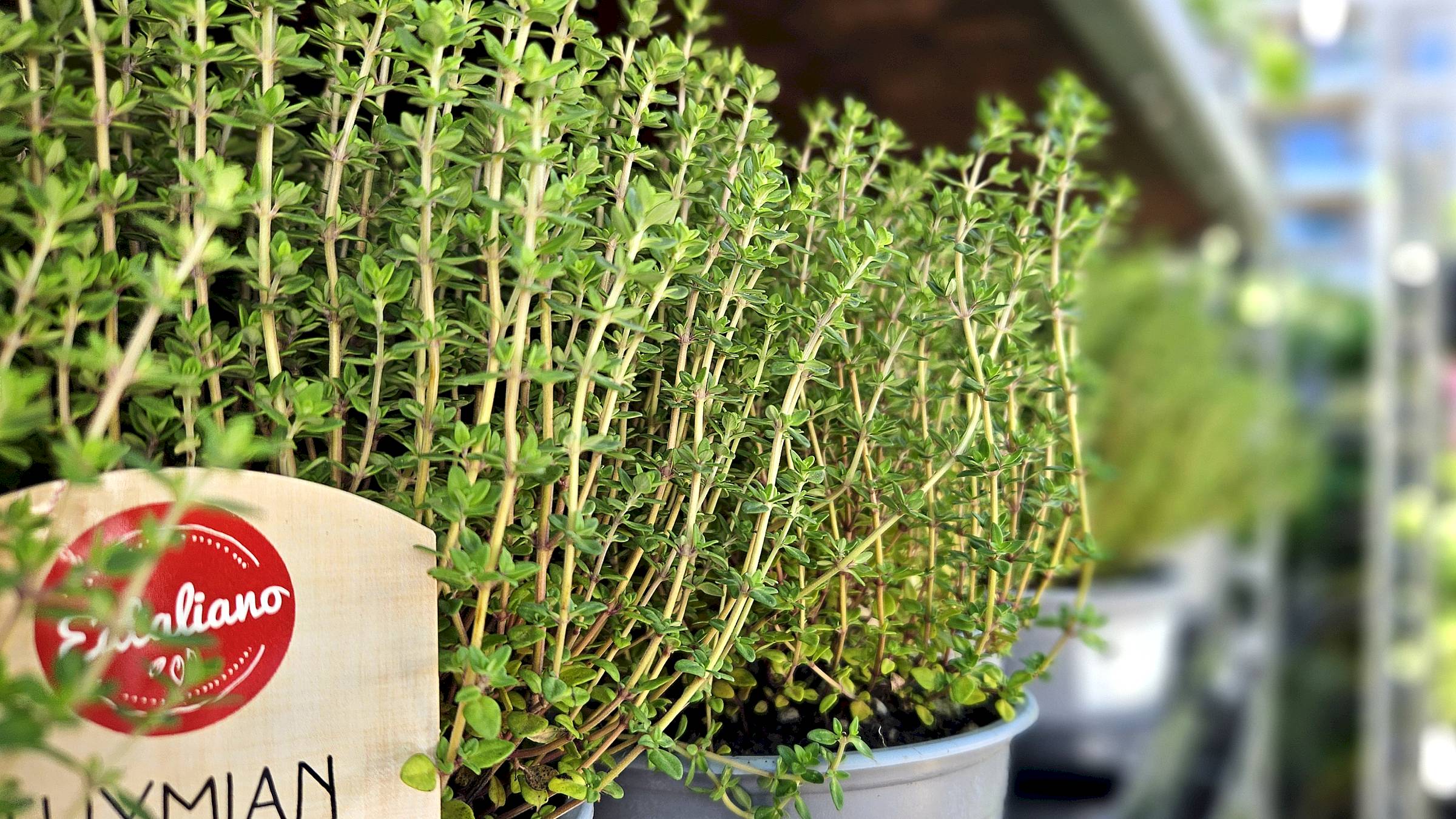 Tausende Kräuter gibt's im extra Kräutergarten - Foto: Anton Launer