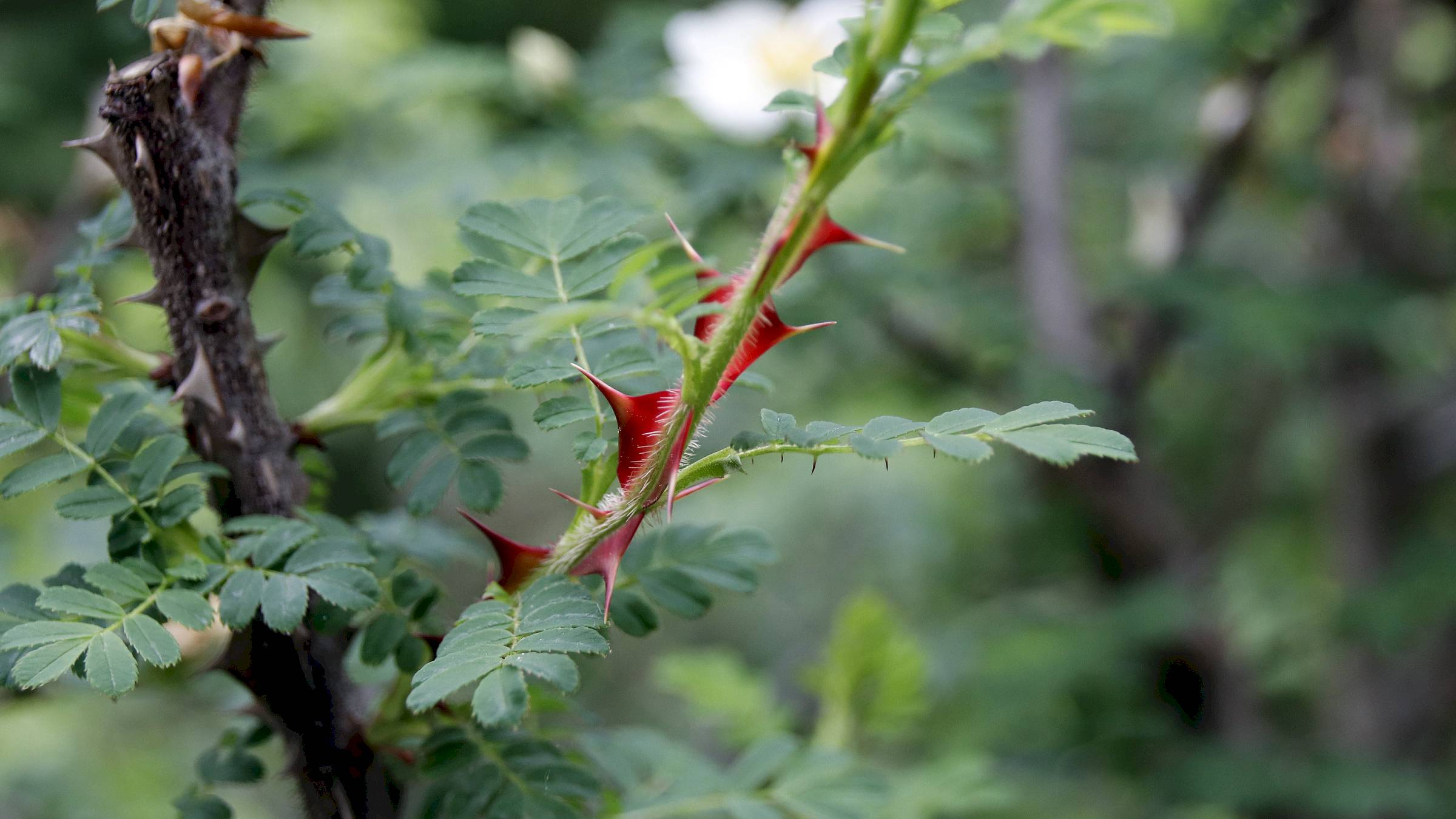 Manchmal ist nicht die Blüte das Schönste: Leuchtende Dornen im Rosengarten - Foto: Anton Launer