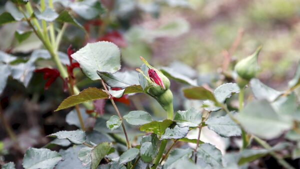 Kurz vorm Erblühen: Röschen im Rosengarten - Foto: Anton Launer