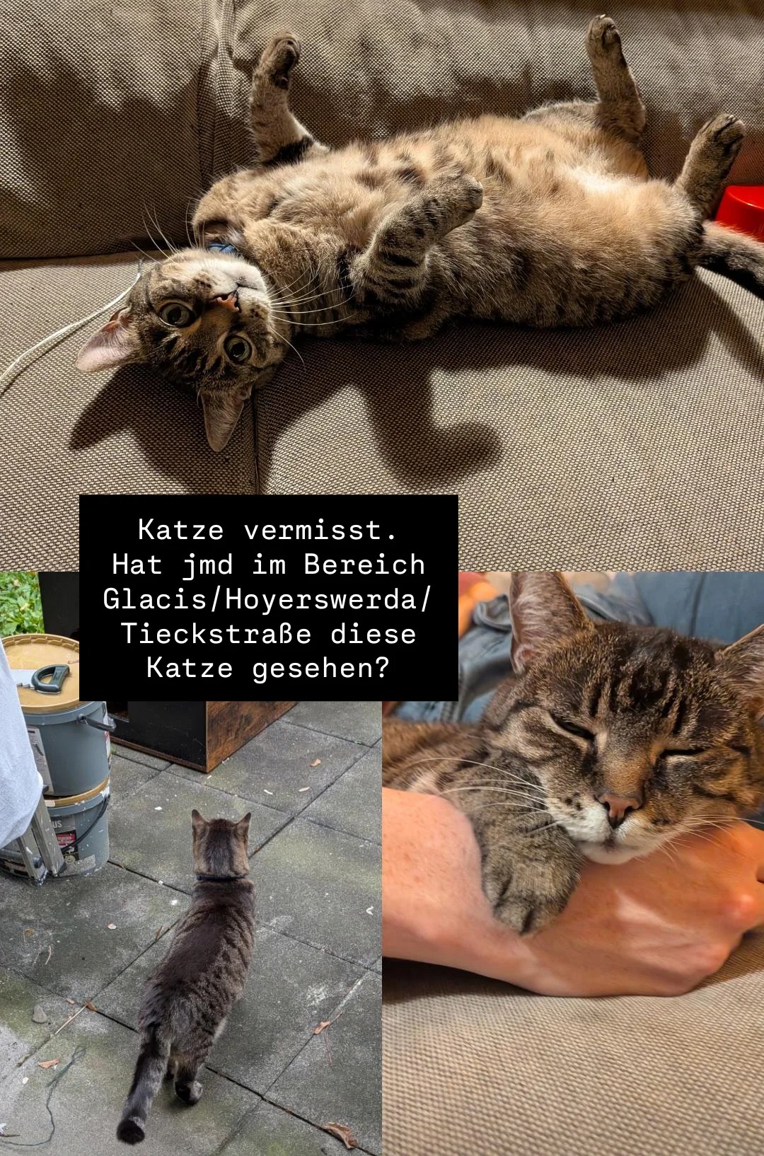 Katze Rumpel ist seit gestern verschwunden