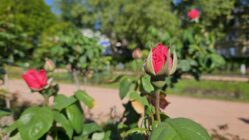 Rosen - Foto: Anton Launer