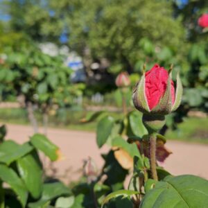 Rosen - Foto: Anton Launer