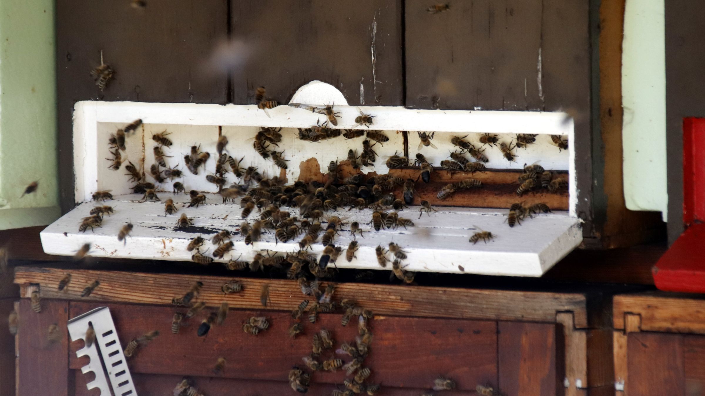 Geschäftiges Treiben im Bienenstock - Foto: Anton Launer
